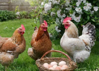 Maharashtra Declares ‘Alert Zone’ After Bird Flu Outbreak
