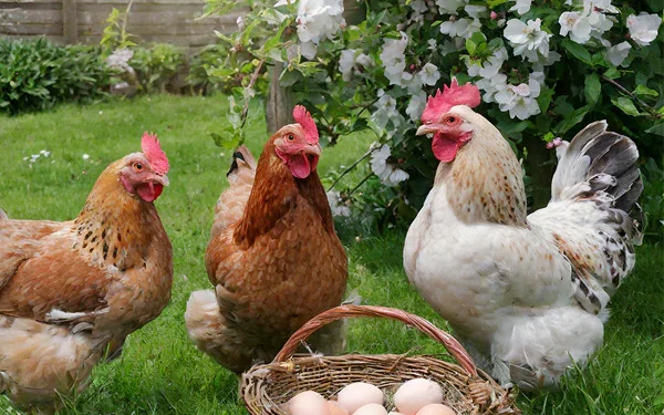 Maharashtra Declares ‘Alert Zone’ After Bird Flu Outbreak